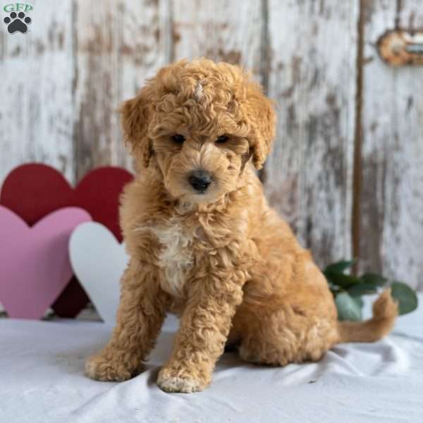 Leon, Mini Sheepadoodle Puppy